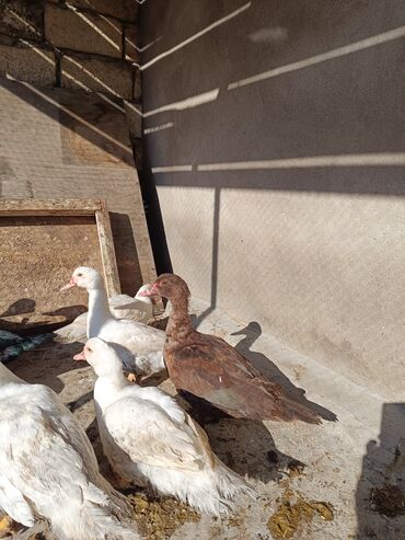 Ördəklər: 2 eded 6 ayliq yaxshi beslenmish ruan ordek(erkek dishi)cutu 125azn 5 -da lalafo.az — 8 Ördəklər: 2 eded 6 ayliq yaxshi beslenmish ruan ordek(erkek dishi)cutu 125azn 5 — 8