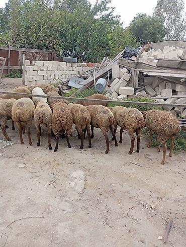avcarka type 1: Qoyun sürüsü – ətlik və damazlıq üçün - Təsvir: Şəkillərdə qəhvəyi və — 9