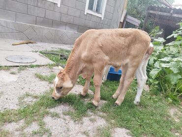 коровы молочный: Сатам | Бука (эркек) | Алатоолук | Көбөйтүү үчүн | Жасалма уруктандырылган