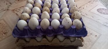 ördək yumurtası satışı: Teze mayali kuban ördey yumurtası maşdagadadi