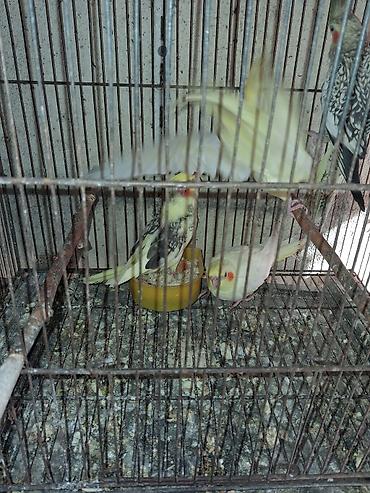 korella satışı: Boz korellalar 35 manat
Qalanları 45 manat — 2