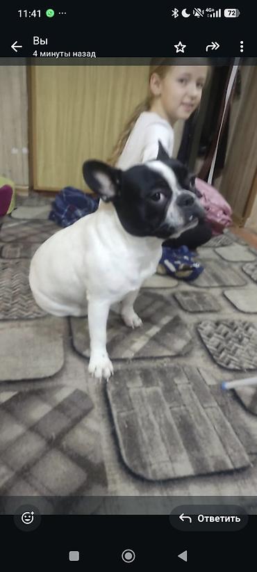 Продажа собак: Бульдог, 2 месяца, Самец, С прививкой at lalafo.kg — 10 Продажа собак: Бульдог, 2 месяца, Самец, С прививкой — 10