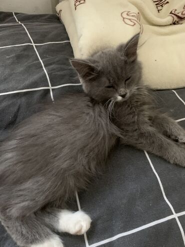 котята жалал абад: 5 айлык, Ургаачы, Лотокко барууга үйрөтүлгөн, Курттардан тазаланган