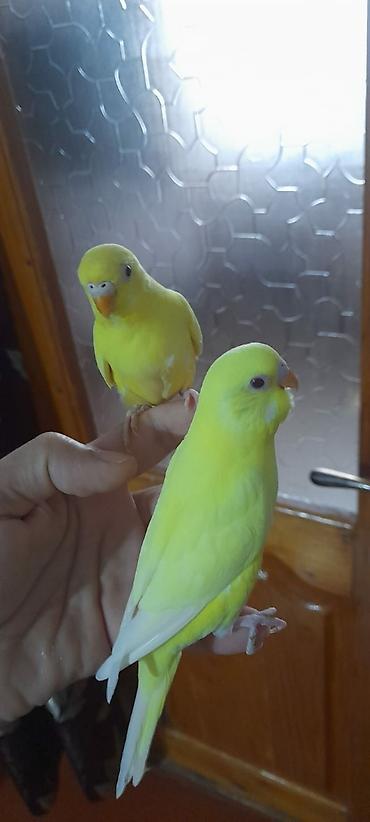 Digər quşlar: 2 aylıg qırmızı göz ələ öyrəşmiş quşdu
sumqayit — 20