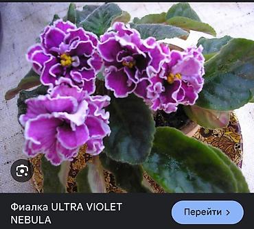 Фиалки и глоксинии: Сортовые фиалки, детки — 2