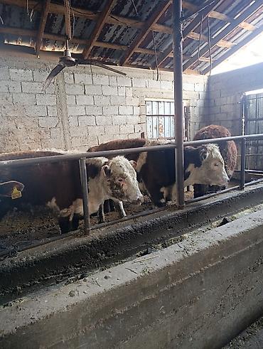 Коровы, быки: Продаю | Бык (самец) | Герефорд | На откорм | Племенные — 7