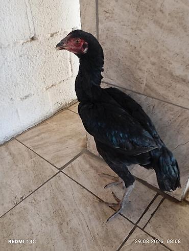 простые птички: Продаю | Петух | Для разведения — 1