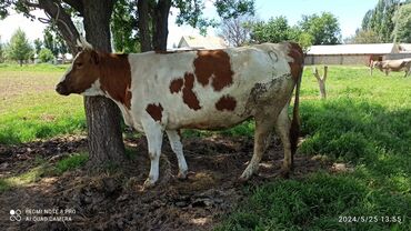 алатауская корова: Продаю | Корова (самка) | Голштин, Симментальская | Для разведения, Для молока | Племенные, Стельные