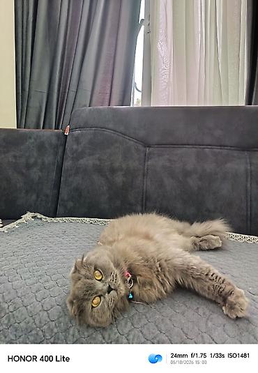 yulaf satisi: 🐱💕 Şotland pişiyi satılır 💕🐱 🏷️ Cinsi: Şotland (Scottish) 🎀 — 2
