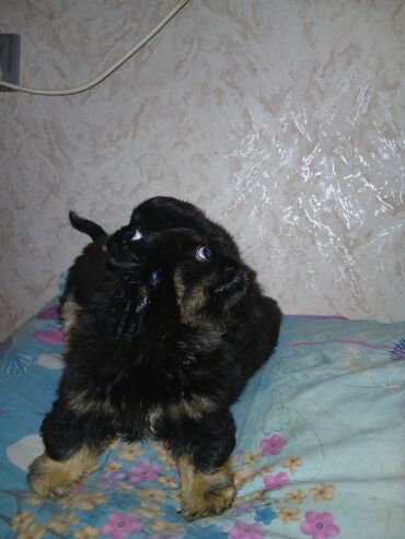 İtlər: Pekines, 2 ay, Erkek — 6