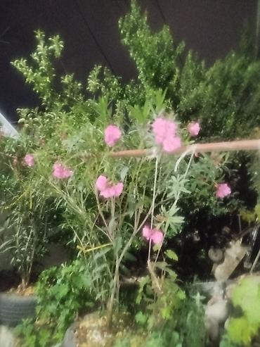 олеандр: Олеандр розовый (Nerium oleander) — взрослые кусты/деревца в — 2