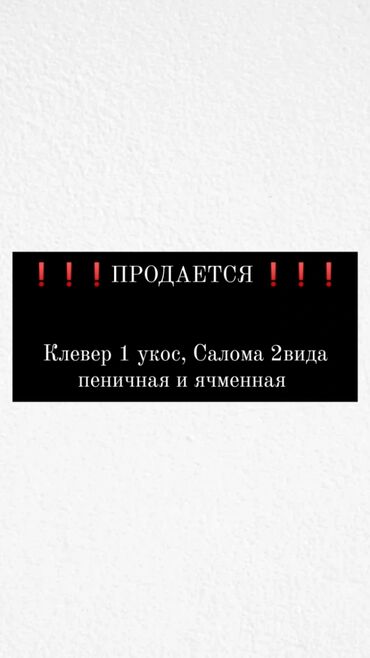 предлагаю услуги няни: Звонить по номеру 0️⃣5️⃣5️⃣0️⃣5️⃣4️⃣5️⃣4️⃣6️⃣0️⃣