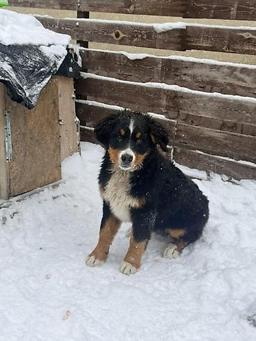 Продажа собак: Бернский зенненхунд, 6 месяцев, Самец, С прививкой — 1