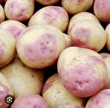 картофеля сажалка: Картошка Пикассо, Оптом