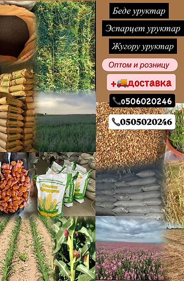 Кукуруза: Жугору Беде Семена: эспарцет, овёс (сулуу), ячмень (арпа), кукуруза — 10
