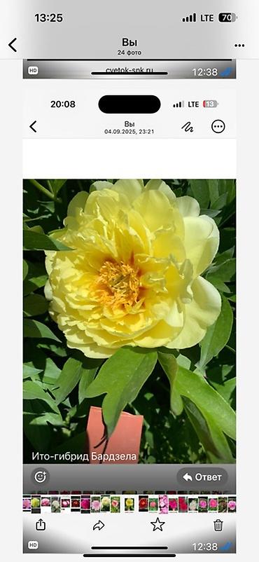 Пион: Пионы травянистые — сортовые делёнки/посадочный материал. - Сорта на — 5