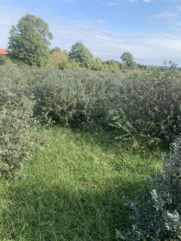 Torpaq sahələrinin satışı: 70 sot, Kənd təsərrüfatı, Bələdiyyə, Texniki pasport — 7