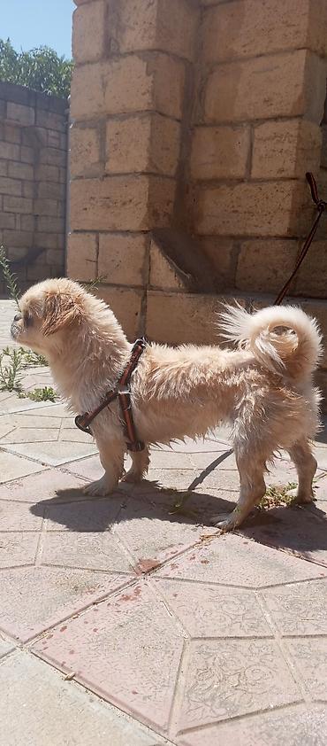 akvarium az: Pekines, 1 il, Dişi — 2