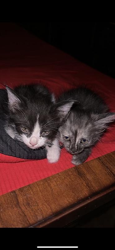 котята сибирской кошки: Кошка даром: Беспородная, Мальчик — 1