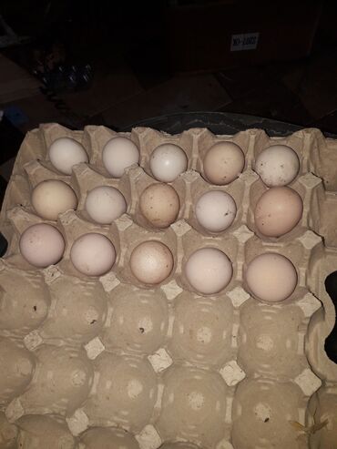 ayam cemani yumurtasi: Tam mayali freng yumurtası 1