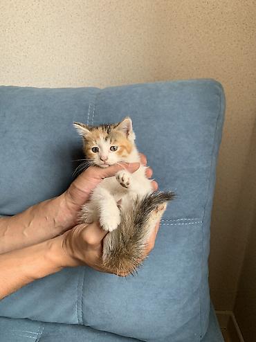 Продажа кошек: 1 месяц, Девочка, Приучена к лотку — 7