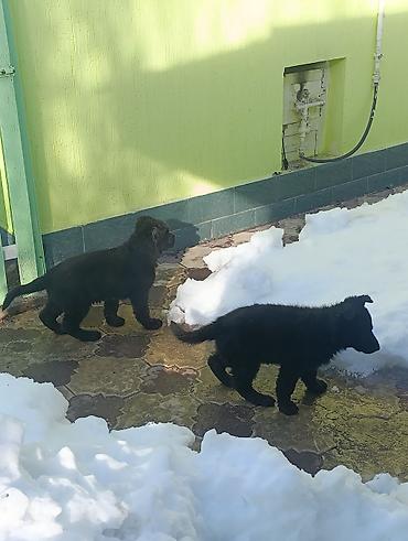 Продажа собак: Продаю Щенки чистакроный немецкой овчарки (черного окраса) тока — 6