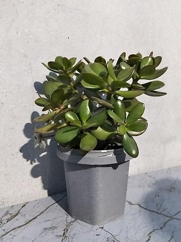 ağac gülləri: Pul gülü (Crassula ovata) – saksıda ətli yarpaqlı sukulent. - — 5