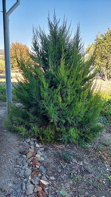 саженцы колоновидные: Можжевельник декоративный (вероятно, Juniperus sabina/virginiana — 1