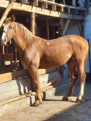 Лошади, кони: Продаю | Жеребец | Дончак | Для разведения — 3