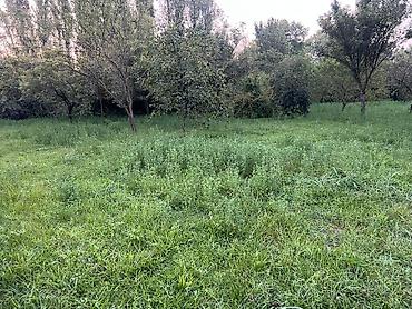 qubada torpaq satilir 2026: 41 sot, Kənd təsərrüfatı, Kupça (Çıxarış) — 10