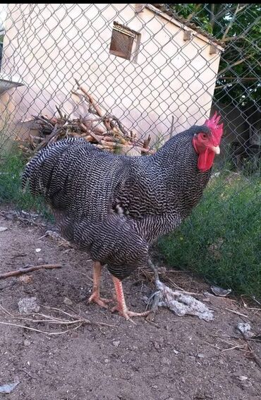 Digər quşlar: Barred