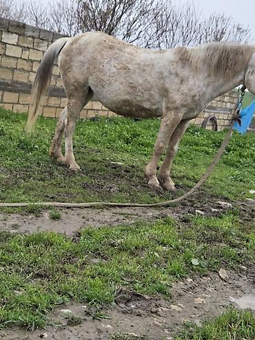 Atlar: Dişi, il: 7 — 3