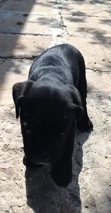 cane corso yavru: Kane-Korso, 2 ay, Erkək, Peyvəndli — 2