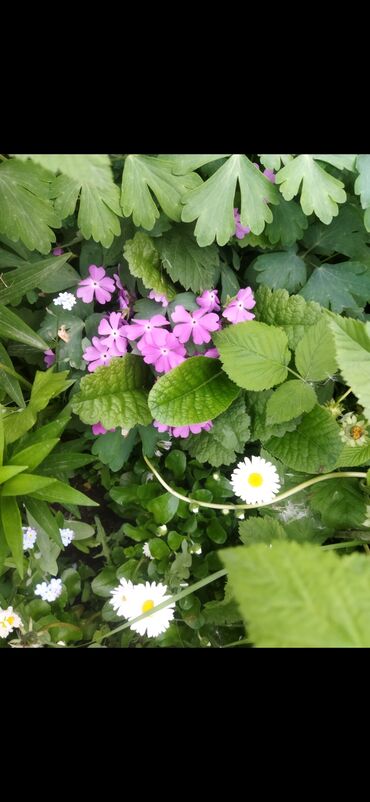 Садовые цветы и кустарники: Саженцы цветка — 9