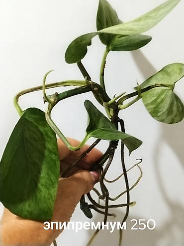 глоксинию: Глоксиния (Sinningia speciosa) в горшке.250с 2.Монстера Альба — 3