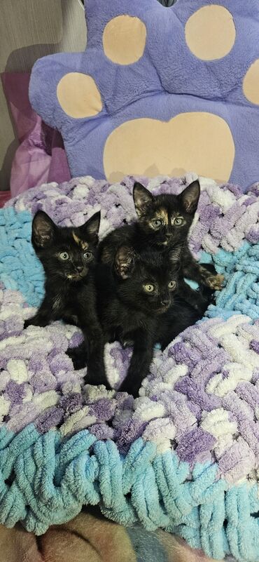 где можно купить котят в бишкеке: Трое котят красивого окраса, два из которых преимущественно черные с