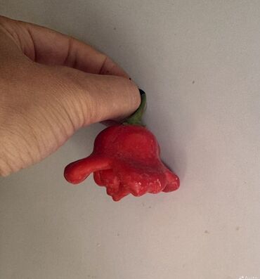 Перец: Перец Полугорький, В розницу — 5