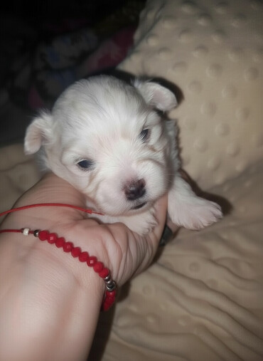 Psi: Malo belo štene – rase maltezer/pudl tip (toy veličina) - Starost — 1