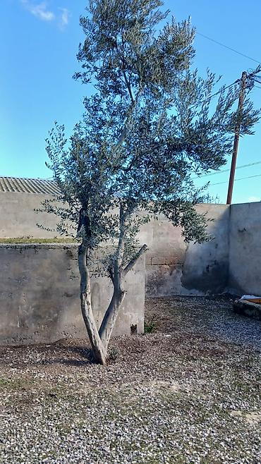 Деревья: Məhsul: Zeytun ağacı (Olea europaea) Təsvir: - Hündür, çoxgövdəli — 1