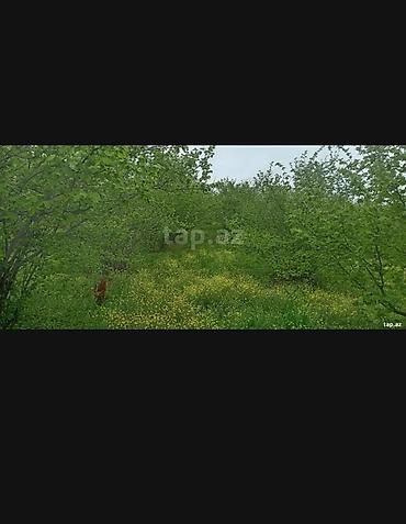 Torpaq sahələrinin satışı: Kənd təsərrüfatı, Makler, Kupça (Çıxarış) — 20