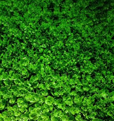 Süni güllər: Süni yaşıl divar paneli müxtəlif yaşıl yarpaqların və qırmızı — 34