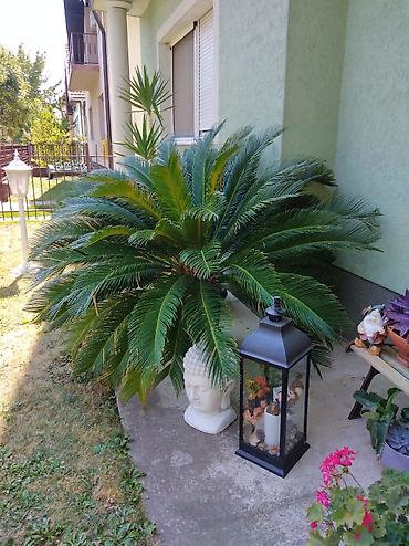 drvo života slike: Sago palma (Cycas revoluta) – dekorativna zimzelena biljka - — 1