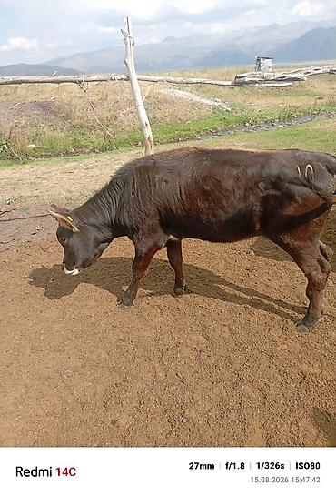 токмок собака: Продаю | Бык (самец) | На откорм — 3