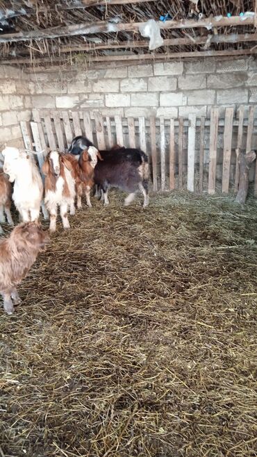 Keçi, çəpiş: Təcili satılır ehtiyac var Real alıcılar vatsap nömrəsinə yazsın 050 — 10
