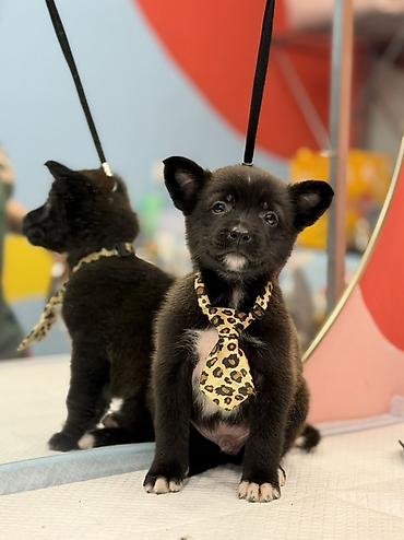 Psi: Štene pronađeno pored kontejnera za udomljavanje – mešanac, crne dlake — 10