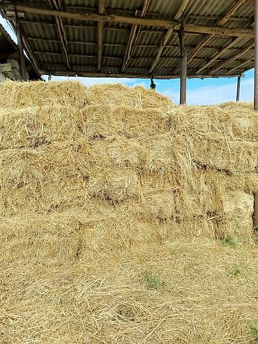 heyvanların sexsi: Ot presi satilir. 400ə yaxin ot presidir. Yaqiş su dəymiyən otdur — 1