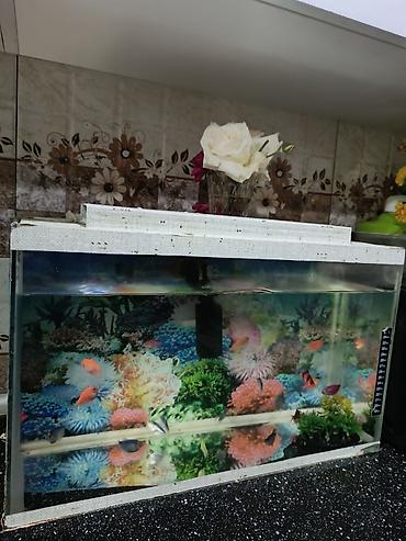 akvarium balıq novləri: Akvaryum satılır İçərisində 19 balıq var 20 l su tutur- Ölçülər — 1