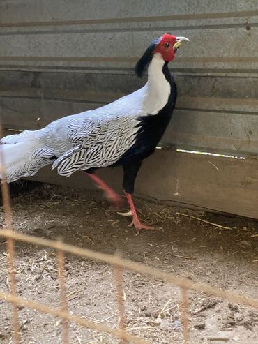 страус птица: Продаю петуха серебристого фазана