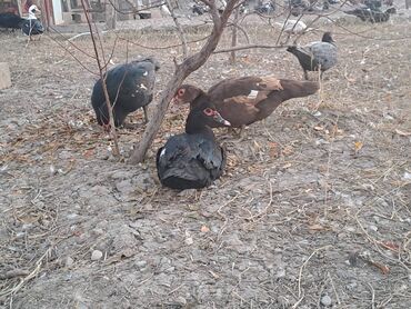 Ördəklər: Lal ördəklər satılır topdan 17 azn .Tək tək qiymətlər — 7