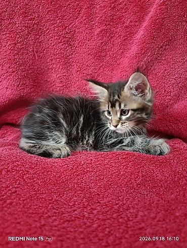 жаныбарлар ат: Мейн-Куны 🥰🥰🥰. Продаются котята Рысята ♥️ Чистокровные, Шикарные — 5